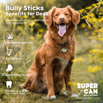 6" Mega Monster Bully Sticks (10-Pack)
