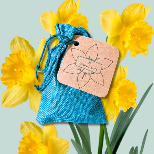 Mini Daffodil Bulbs